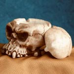 Melting Skull Container