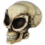 Alien Skull