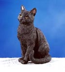 Burmese Bombay Cat