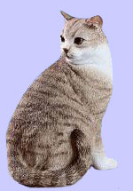 Blue Silver Tabby Figurine - Domestic Cat