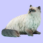 Himalayan Persian Figurine - Domestic Thoroughbred Cat