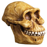 Austra lopithecus Skull Replica