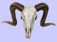 Ram Skull