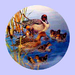 Nature's Nursery Ducks - Joe Thornbrugh