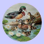 Nature's Nursery Ducks - Joe Thornbrugh