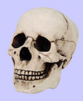 Homosapiens Skull