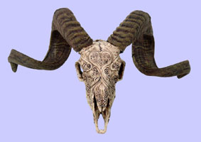 Bison Skull