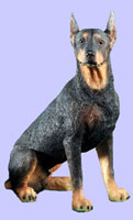 Doberman Dog
