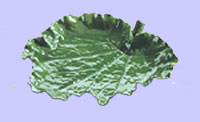 Grape Leaf Serving Platter