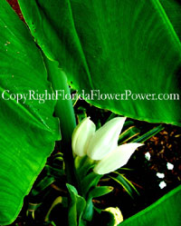 2-Giant-Elephant-Ear-Alocasia- macrorrhizos canvas print pictures photography art