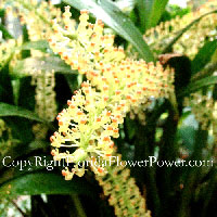 Orchid-Liparis-Condylobulbon canvas print pictures photography art