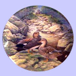 Living With Nature:  Jerner's Ducks - Bart Jerner